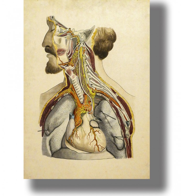 Vintage human anatomy. Anatomy of human internal organs.