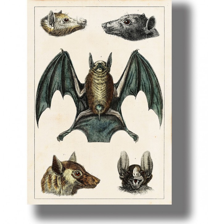 Antique illustration of various bat species in vintage anatomical style