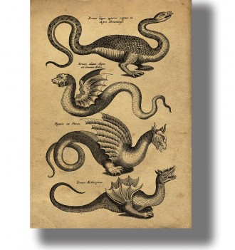 Four dragons with wings, claws and long tails arranged on an aged natural history page with Latin labels
