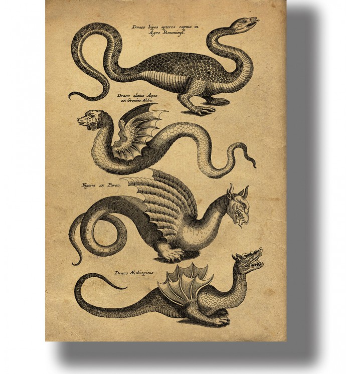 Four dragons with wings, claws and long tails arranged on an aged natural history page with Latin labels