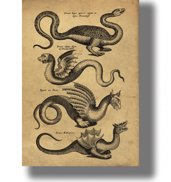 Four dragons with wings, claws and long tails arranged on an aged natural history page with Latin labels