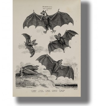 Vintage scientific illustration of vampire bats, black and white wall decor poster