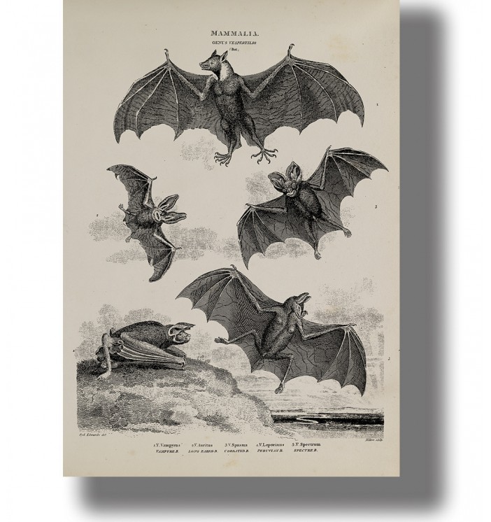 Vintage scientific illustration of vampire bats, black and white wall decor poster