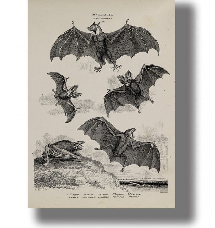 Vintage scientific illustration of vampire bats, black and white wall decor poster