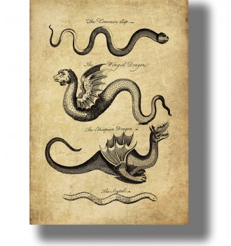 Vintage illustration showing the Common Asp, Winged Dragon, Ethiopian Dragon and Scytale with old handwritten labels