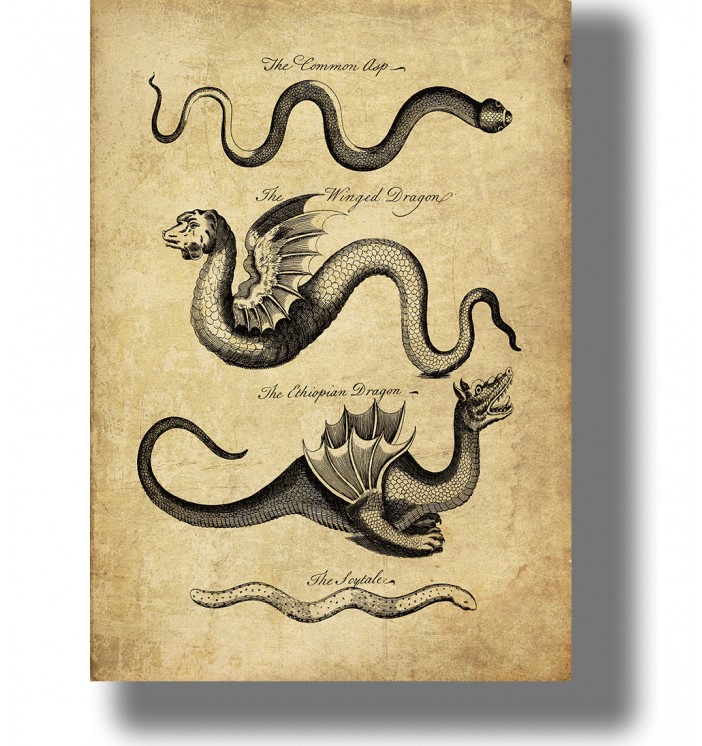 Vintage illustration showing the Common Asp, Winged Dragon, Ethiopian Dragon and Scytale with old handwritten labels