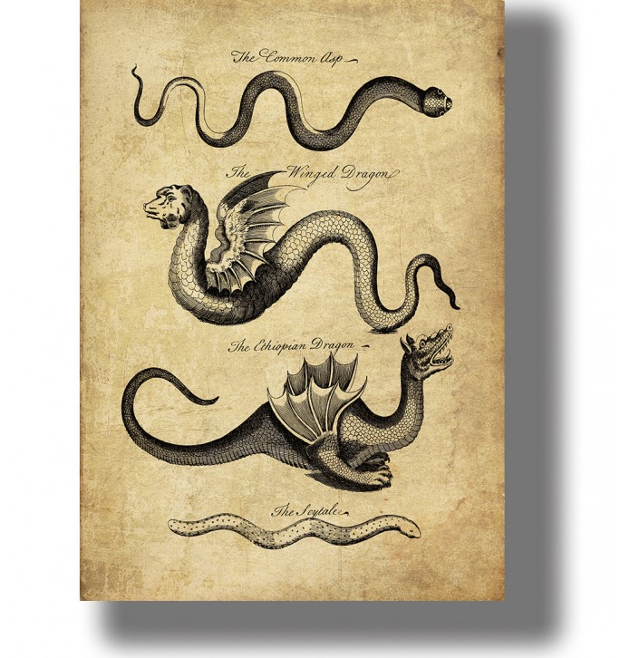 Vintage illustration showing the Common Asp, Winged Dragon, Ethiopian Dragon and Scytale with old handwritten labels