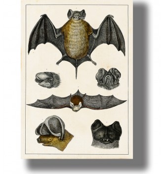 Antique bat illustration poster – natural history reproduction for wall decor