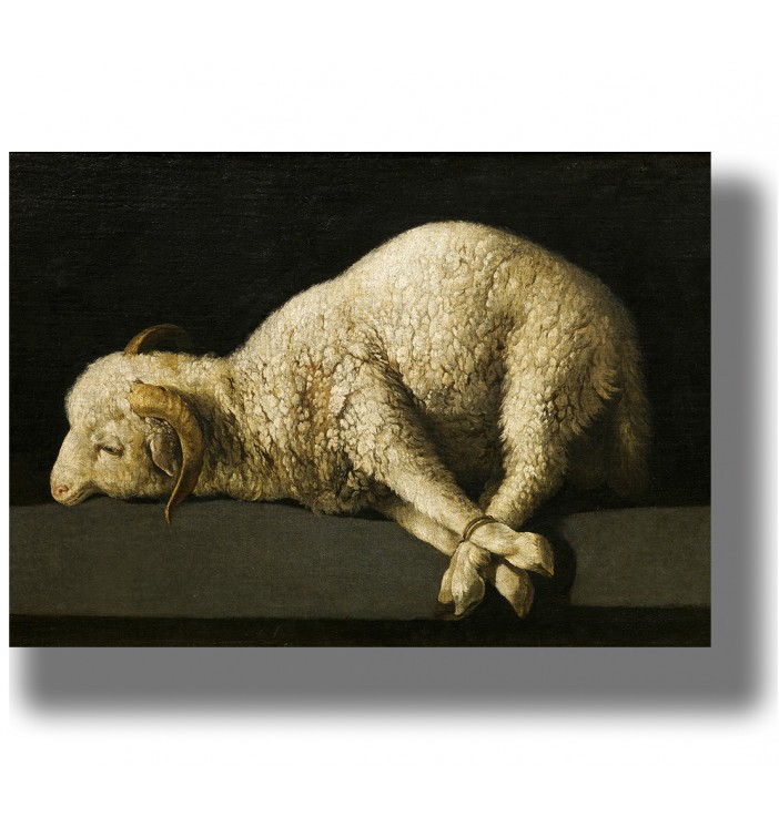 White lamb with curved horns lying on a dark table, legs tied with rope, dramatic black background.