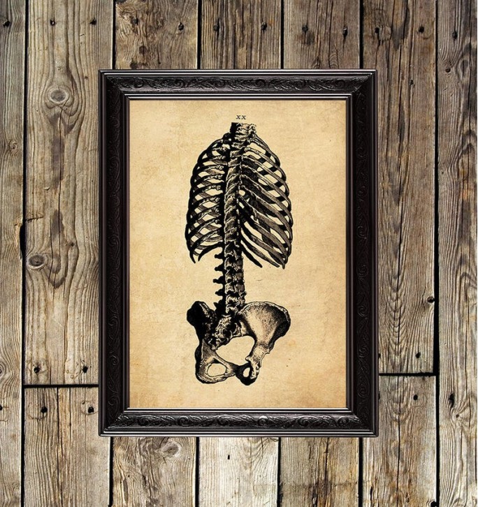 Thorax, vertebrae, and pelvis. Posterior view. William...