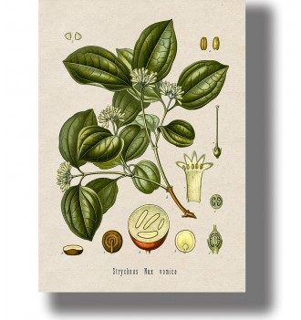 Vintage botanical illustration of Strychnos nux-vomica with green leaves, small white flowers, and seed details on light paper.