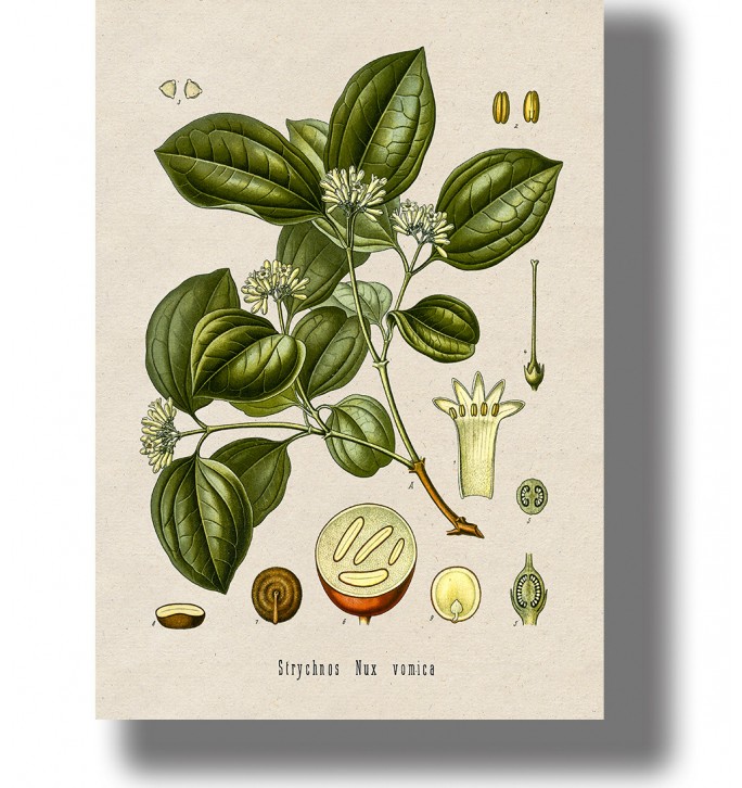 Vintage botanical illustration of Strychnos nux-vomica with green leaves, small white flowers, and seed details on light paper.