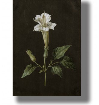 Vintage botanical illustration of a white datura flower with green leaves on a dark background.