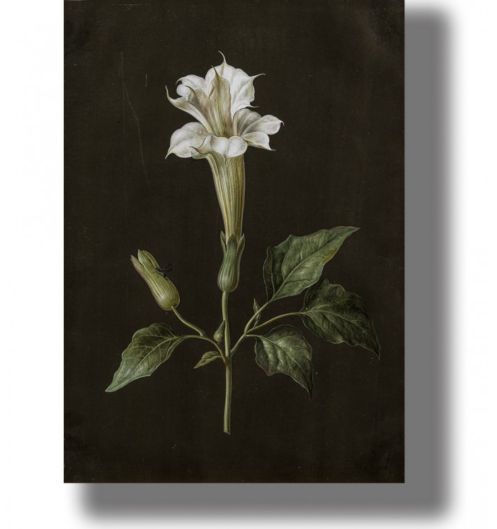 Vintage botanical illustration of a white datura flower with green leaves on a dark background.