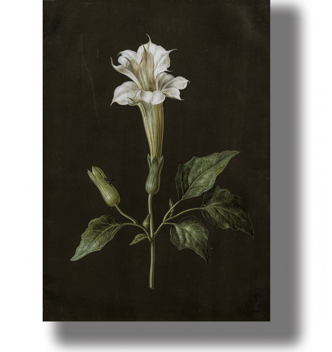Vintage botanical illustration of a white datura flower with green leaves on a dark background.