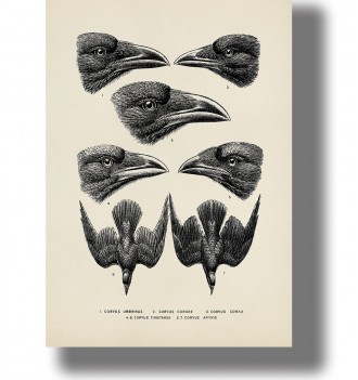 Vintage scientific illustration showing different crow and raven heads and wings, labeled like an anatomy chart.