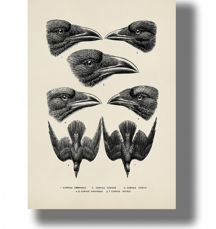 Vintage scientific illustration showing different crow and raven heads and wings, labeled like an anatomy chart.