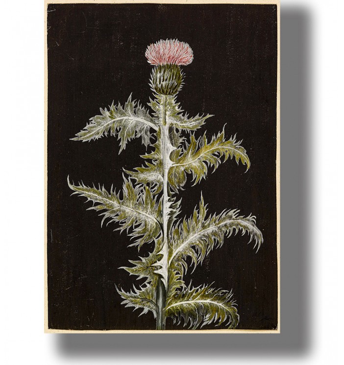 Dark botanical illustration of a thistle with spiky leaves and a pink flower on a black background.