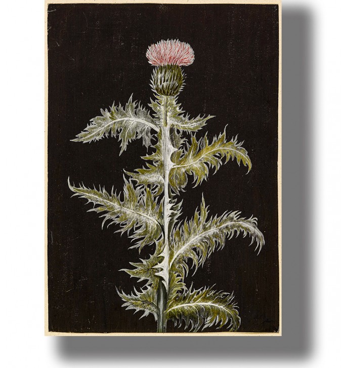 Dark botanical illustration of a thistle with spiky leaves and a pink flower on a black background.