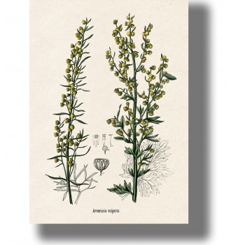 Vintage botanical illustration of mugwort (Artemisia vulgaris) with green stems and small yellow flowers on light paper.
