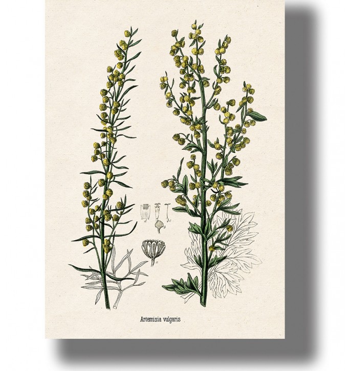 Vintage botanical illustration of mugwort (Artemisia vulgaris) with green stems and small yellow flowers on light paper.