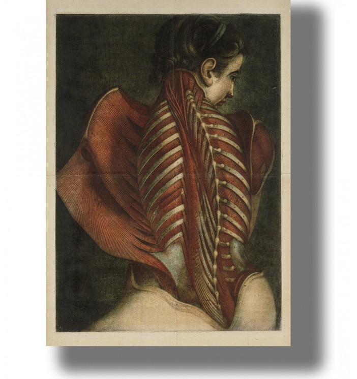 Antique anatomy illustration showing the muscles of a human back with the ribcage and spine, on a dark background.