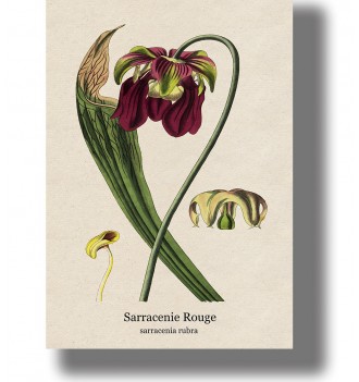 Carnivorous Sarracenia rubra plant with green pitcher leaves and deep red flowers in a vintage botanical illustration.