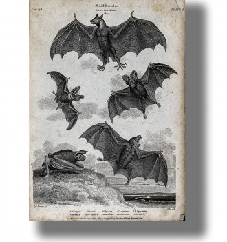 Black-and-white antique scientific illustration showing several vampire bats flying and resting on an aged paper page