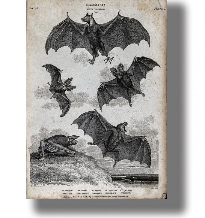 Black-and-white antique scientific illustration showing several vampire bats flying and resting on an aged paper page