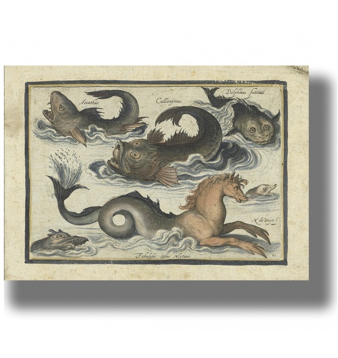Antique illustration showing sea monsters, strange fish, and a mythical sea horse in the waves.
