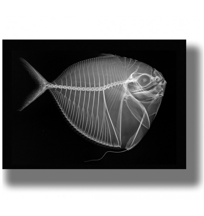 X-ray image of a Mene maculata fish showing its skeleton, fins, ribs, and large eye on a black background.