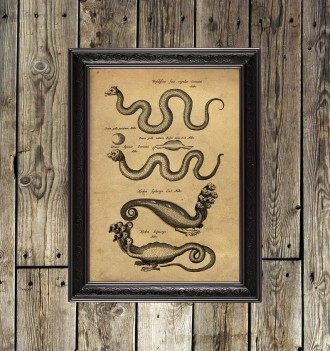 Serpents and dragons print from a book on the history of...