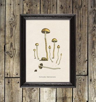 Psilocybin mushrooms. Psychedelic Art Print.