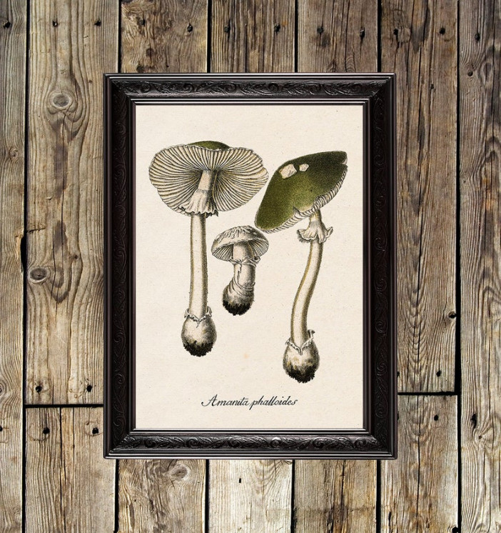Amanita phalloides. Poison botanic art print.