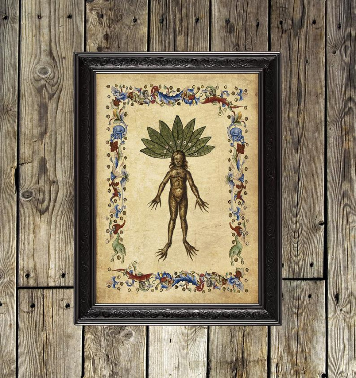 Mandrake. Poisonous Botanic Art Print.