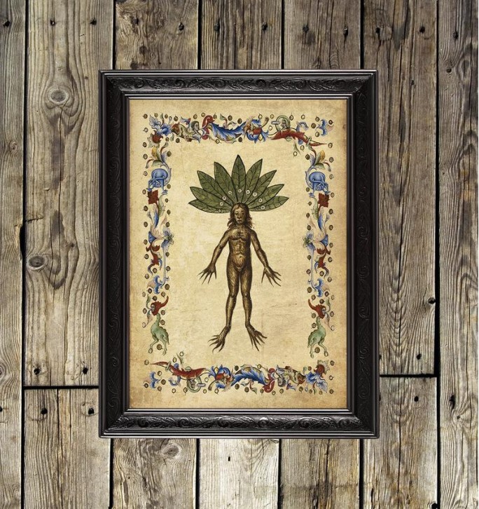Mandrake. Poisonous Botanic Art Print.