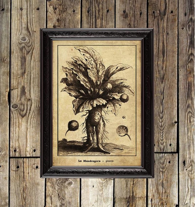Mandrake. Occult botanic art print.