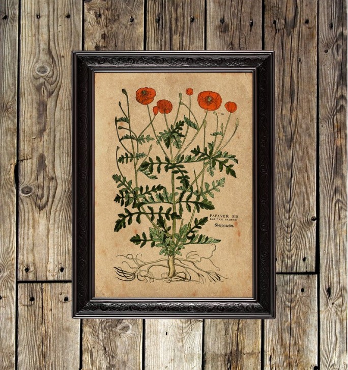 An old image of Papaver. Narcotic Art Print.