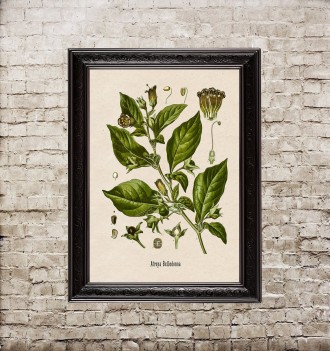 Atropa Belladonna. Vintage Herbal Art Print.