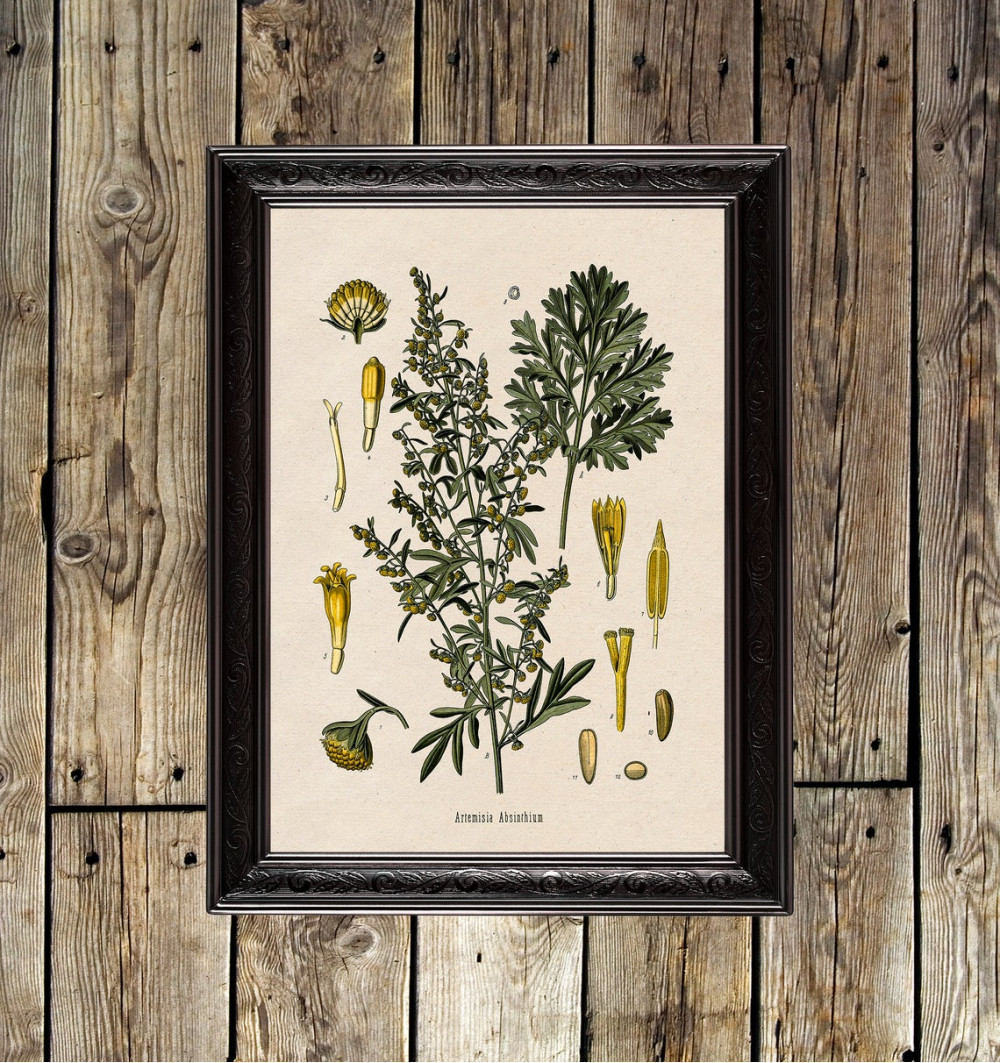Artemisia Absinthium.