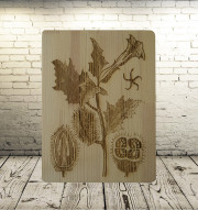 The poisonous plant datura. Laser engraving on a blackboard.